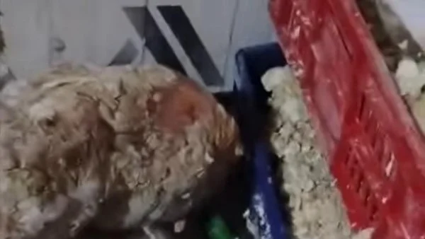 ضبط 5 أطنان ونصف من اللحوم غير الصالحة بالقليوبية