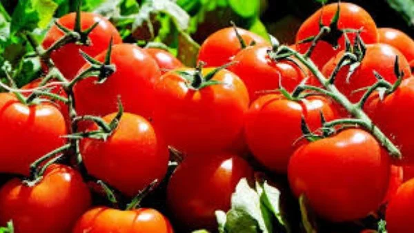 انخفاض أسعار الطماطم بـ 10 جنيهات خلال أيام