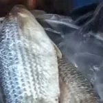 تقاليد تناول الفسيخ قبل الزفاف في كفر الشيخ