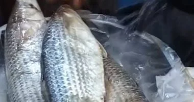 تقاليد تناول الفسيخ قبل الزفاف في كفر الشيخ