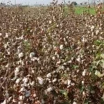 أصناف جديدة من القطن توفر المياه وتعزز الجودة