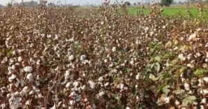 أصناف جديدة من القطن توفر المياه وتعزز الجودة