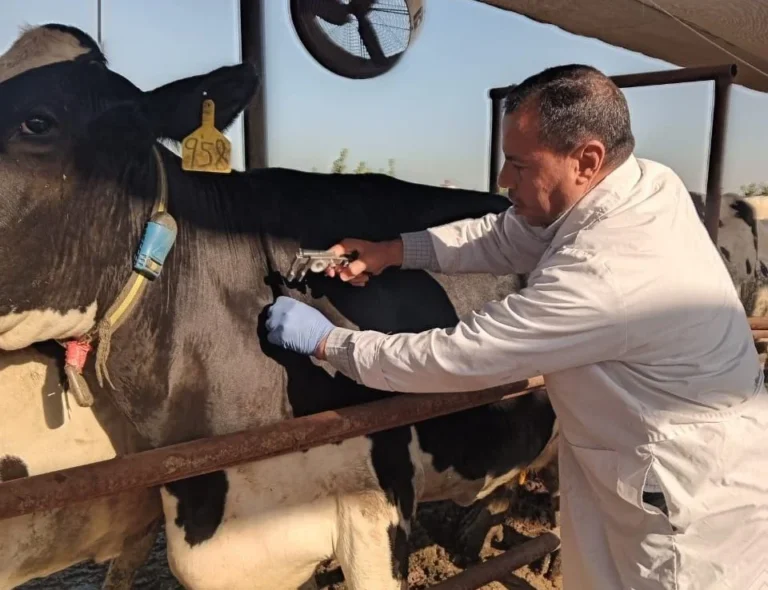 علاج 111 رأس ماشية في مركز رشيد بالبحيرة