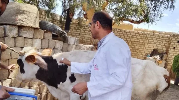 تحصين 186 ألف رأس ماشية في المنيا ضد الحمى القلاعية