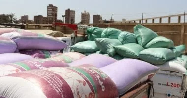 إقبال متزايد على توريد القمح في القليوبية