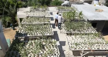 إطلاق مبادرة "سلطة السطوح" لتحويل ميت عقبة إلى رئة خضراء