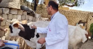 تحصين أكثر من 186 ألف رأس ماشية في المنيا
