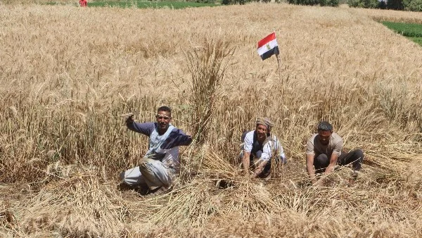 استلام 8431 طنا من القمح المحلي بسوهاج