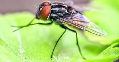 6 حلول طبيعية للتخلص من الذباب في المنزل