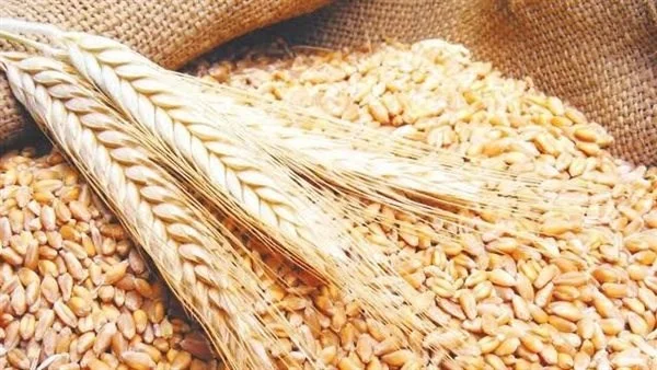 تكثيف جهود توريد القمح في أسيوط