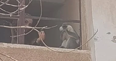 هروب قرد من حديقة خاصة بالمنوفية يثير الذعر