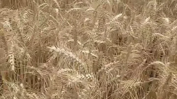 حصاد القمح بالقليوبية: 335 طناً و2215 فداناً حتى الآن