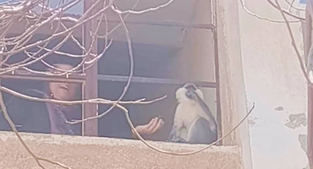 تحرك عاجل للطب البيطري لضبط قرد هارب في السادات
