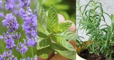 نباتات طاردة للحشرات في بلكونة منزلك