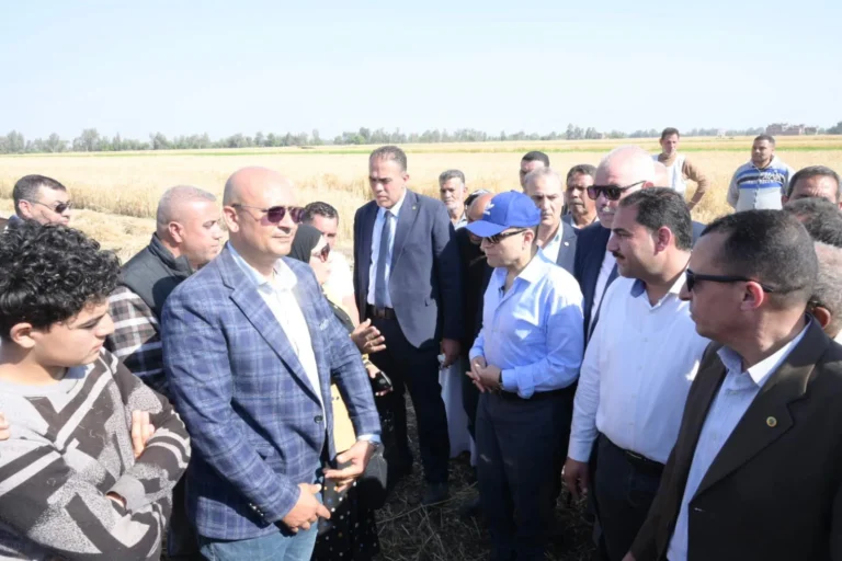 انطلاق موسم حصاد القمح في الغربية