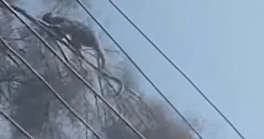 قرد مفقود في المنوفية يثير قلق المواطنين