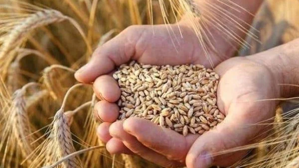 جواز شراء الحبوب قبل الحصاد: توضيحات الأزهر