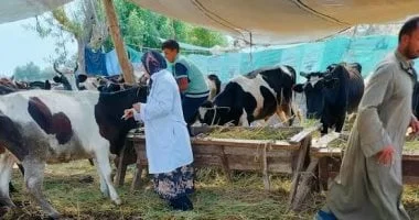 تحصين 109 آلاف رأس ماشية ضد الأمراض في الأقصر