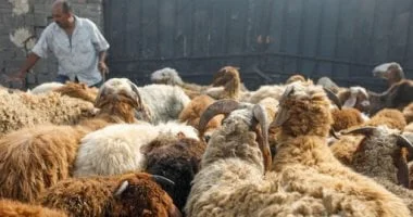 الحكمة من مشروعية الأضحية في الإسلام