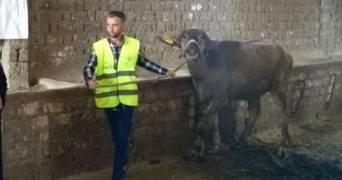 الأورمان تسلم 71 ألف رأس ماشية للأسر المحتاجة