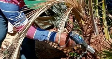 مكافحة سوسة النخيل الحمراء في الوادي الجديد