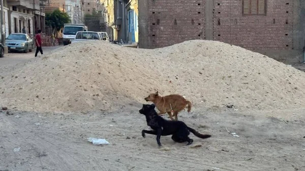 وفاة طفل بعد عقره من كلاب ضالة في الشرقية
