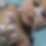 مأساة العائلة في الصف: جريمة هزّت القرية