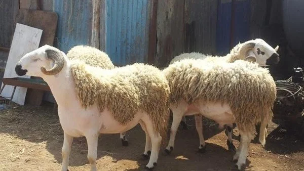 أمين الفتوى يحذر من "أموال الأضاحي المهاجرة"