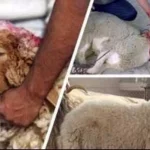 حكم الاقتراض للأضحية وفقاً لدار الإفتاء