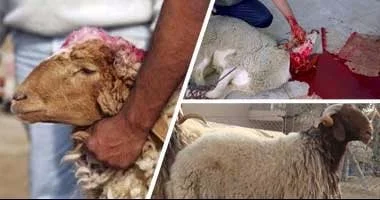 حكم الاقتراض للأضحية وفقاً لدار الإفتاء