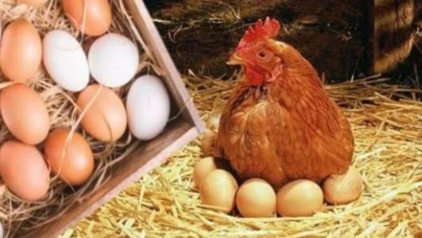 هبوط أسعار البيض في الأسواق المصرية