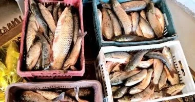 استزراع سمكي متكامل في الوادي الجديد يدعم الاكتفاء الذاتي