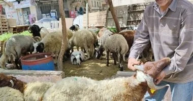 رواج بيع أضاحي العيد بسوق الخراف بالإسكندرية