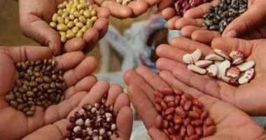 ضوابط جديدة لتحسين جودة التقاوى الزراعية