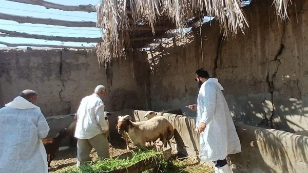توزيع 30 كبشًا محسّنًا بسيوة لدعم الثروة الحيوانية