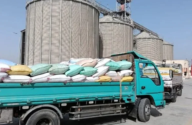استلام 223 ألف طن قمح في البحيرة منذ فتح باب التوريد