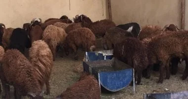 توزيع 30 كبشًا محسّنًا وأعلاف مجانية بسيوة