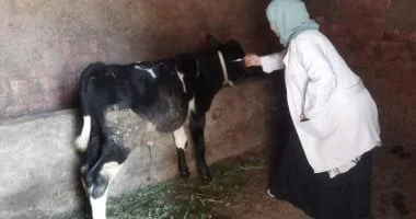 استمرار حملة التحصين ضد الحمى القلاعية والوادي المتصدع