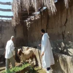 جهود الحملة القومية ضد الحمى القلاعية والوادي المتصدع