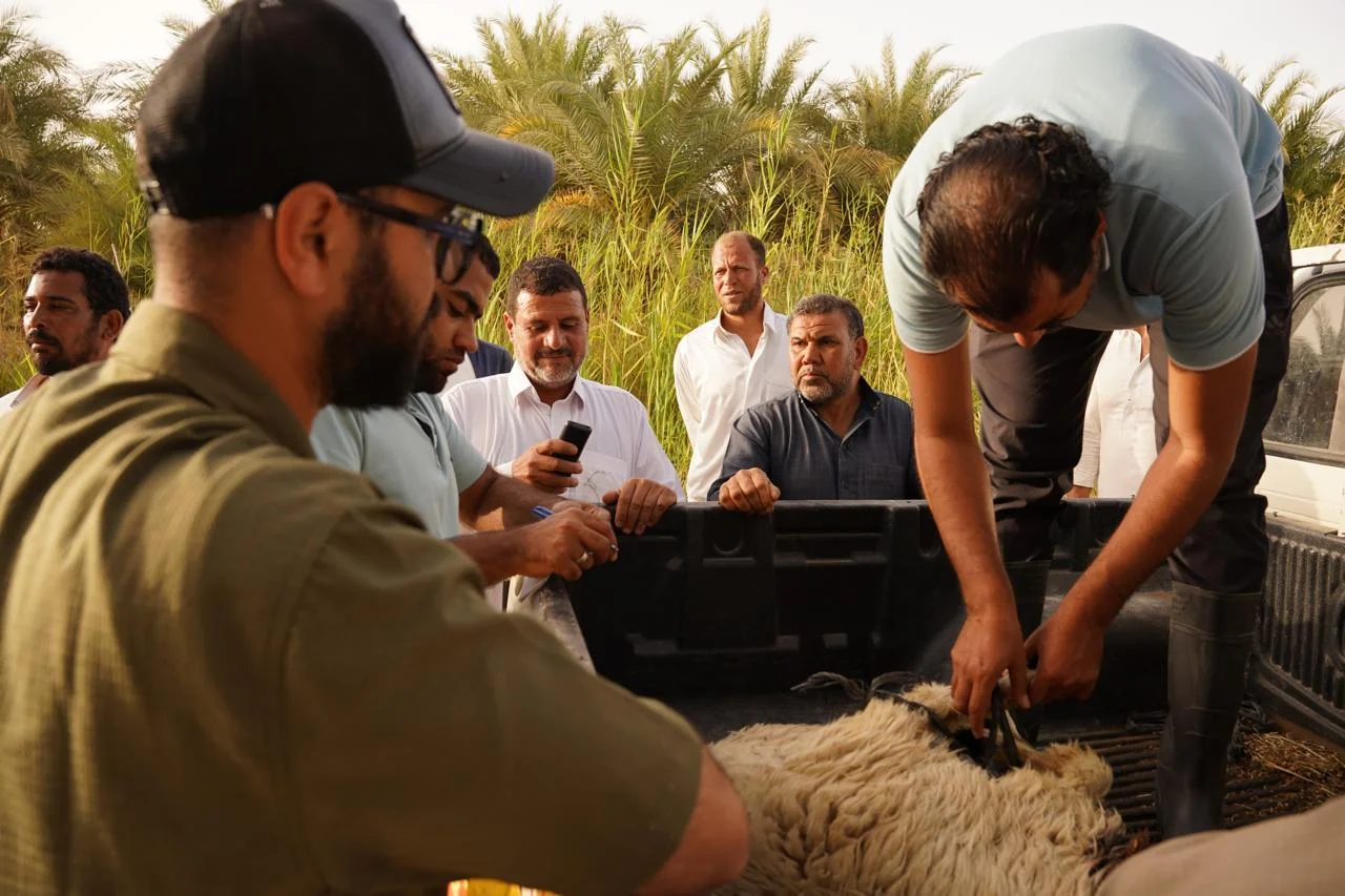توزيع كباش برقي محسّن وأعلاف مجانية في سيوة