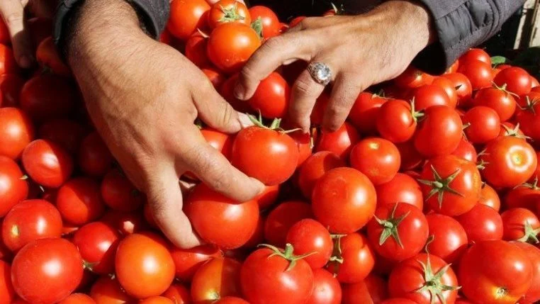 ارتفاع أسعار الطماطم يتجاوز 40 جنيهاً للكيلو