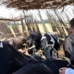 تحصين 164 ألف رأس ماشية ضد الأمراض بكفر الشيخ
