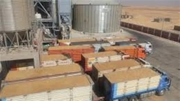 زيادة كميات القمح الموردة في الوادي الجديد