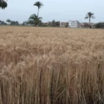 نجاح توريد القمح في البحيرة: أكثر من 406 آلاف طن