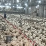 نمو الدواجن مرتبط بالطفرات الجينية