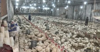 نمو الدواجن مرتبط بالطفرات الجينية