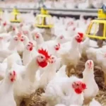 انخفاض أسعار الدواجن في السوق المصرية