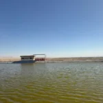استزراع 390 فدانًا لدعم الثروة الحيوانية بقنا