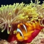 كارلوس ريف.. وجهة الغواصين المثالية في البحر الأحمر