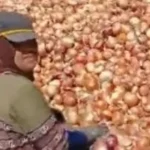 صادرات مصر من البصل تتجاوز 85 ألف طن منذ بداية 2026